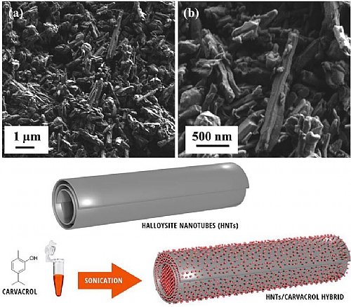 High-resolution scanning electron micrograhs of neat HNTs and a schematic illustration of halloysite nanotubes loaded with carvacrol molecules